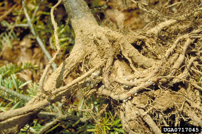 Little white aphids on the roots of a tree.